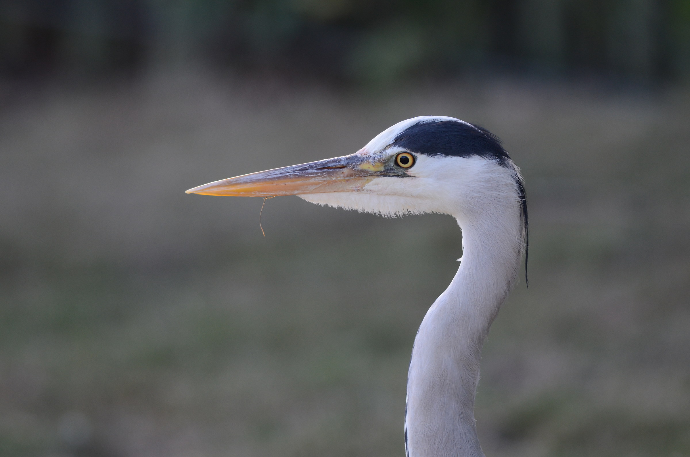 gray heron