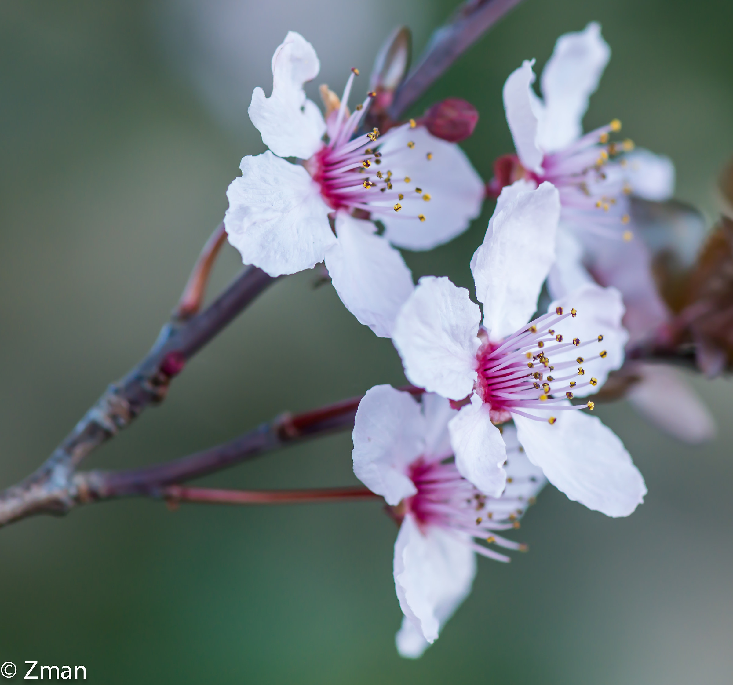 Apricot Flowers