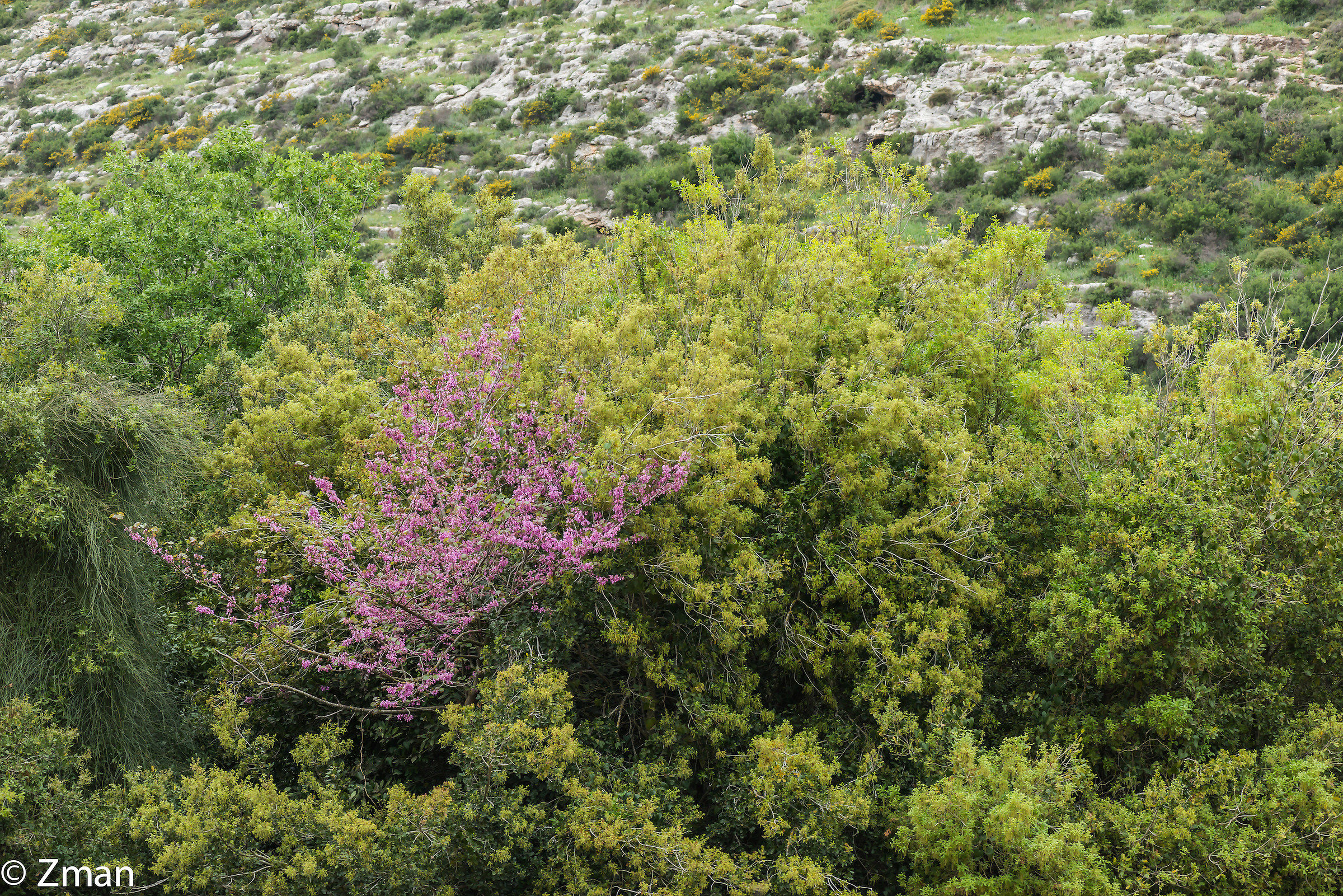 A Pink Tree