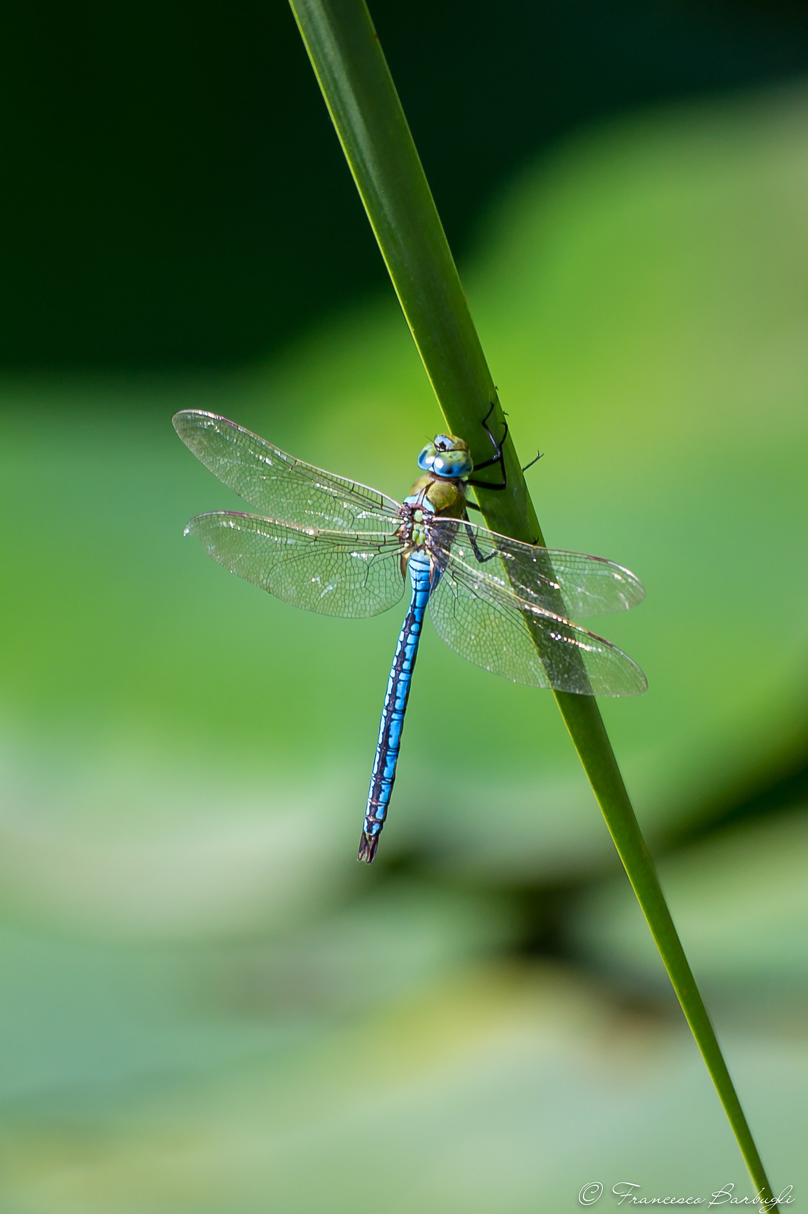 Dragonfly