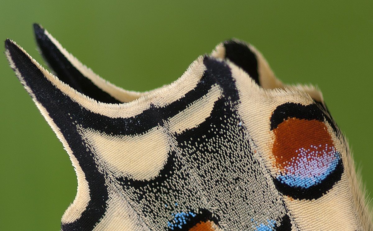 Detail Machaon