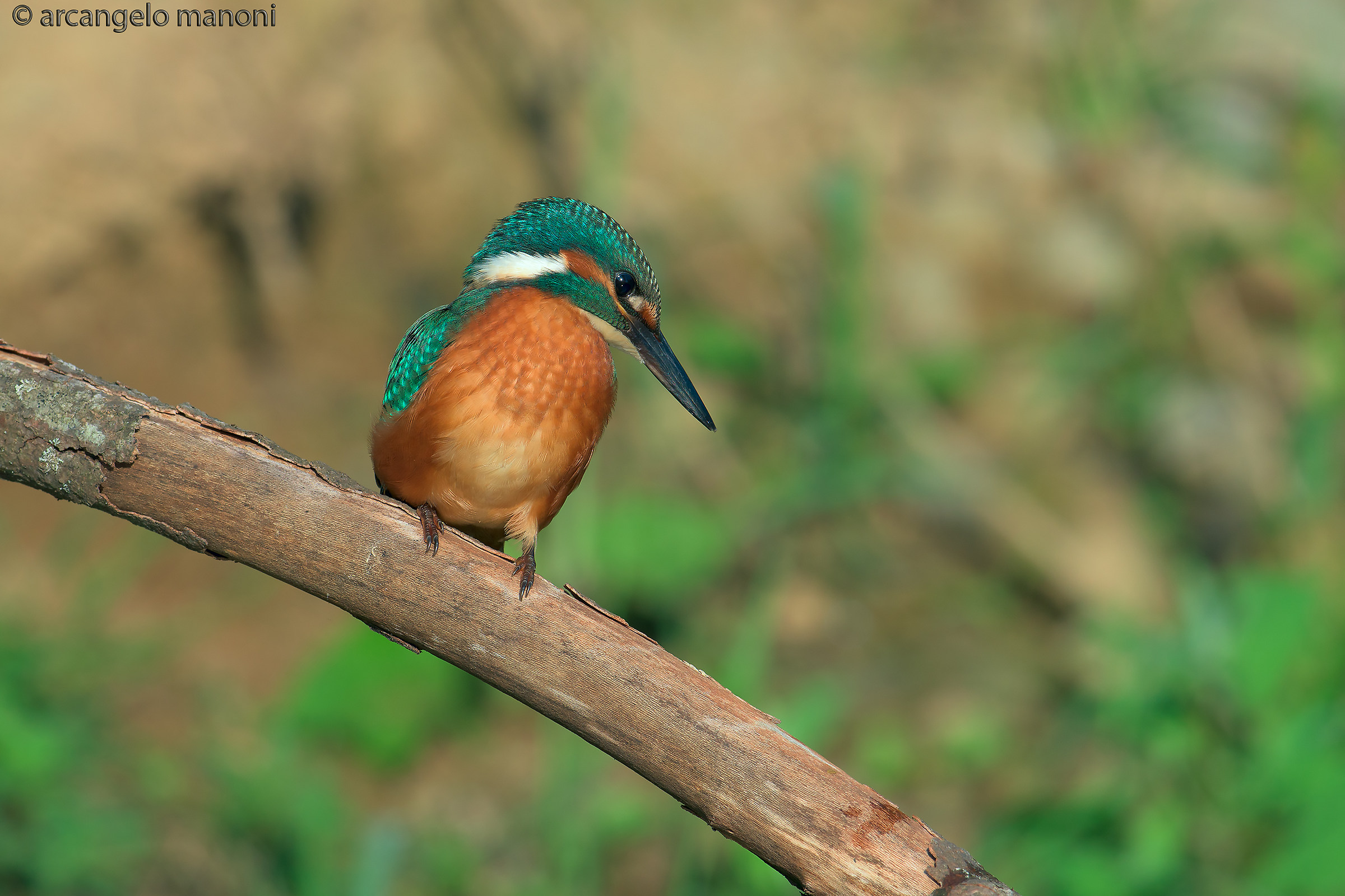 Un dolcissimo martino giovane