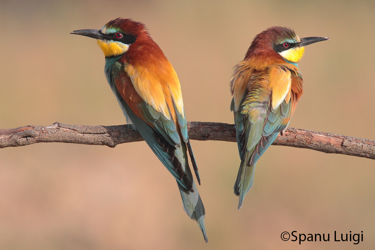 Bee-eaters
