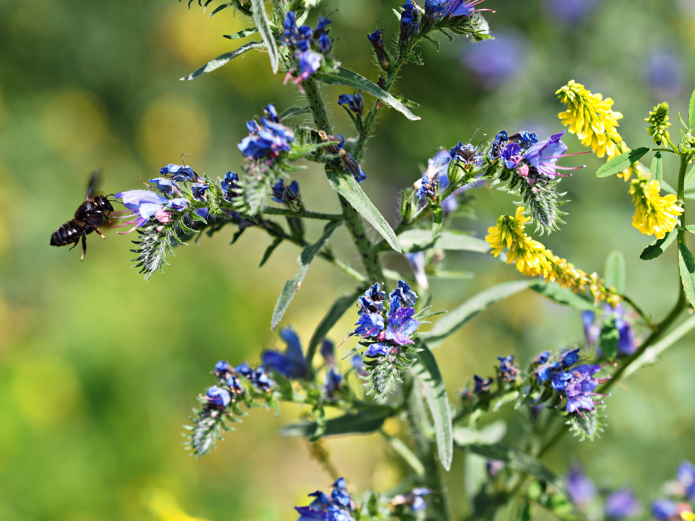 Melissodes bimaculata