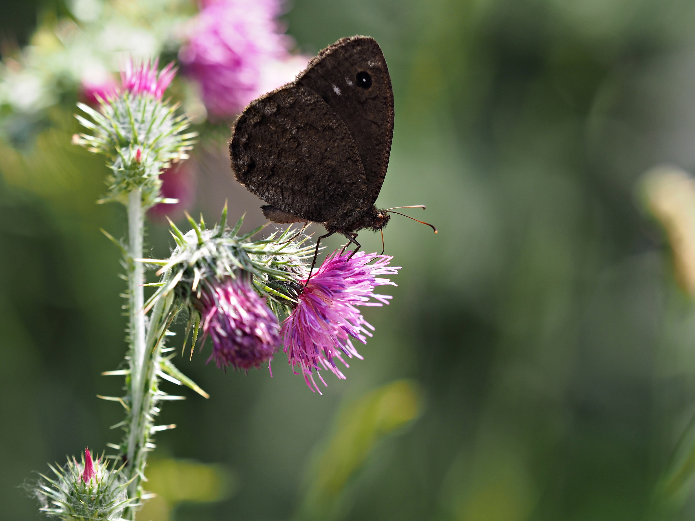 satyrus ferula