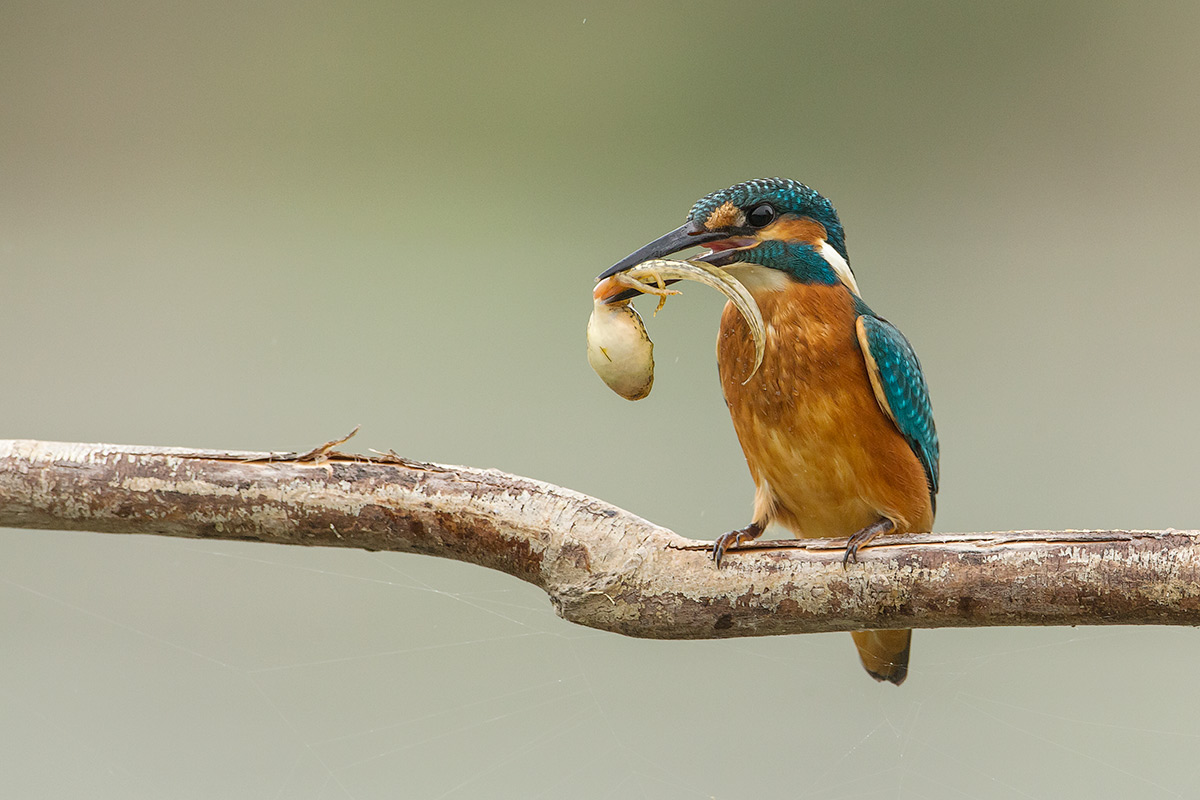 mmm.....che boccone.......