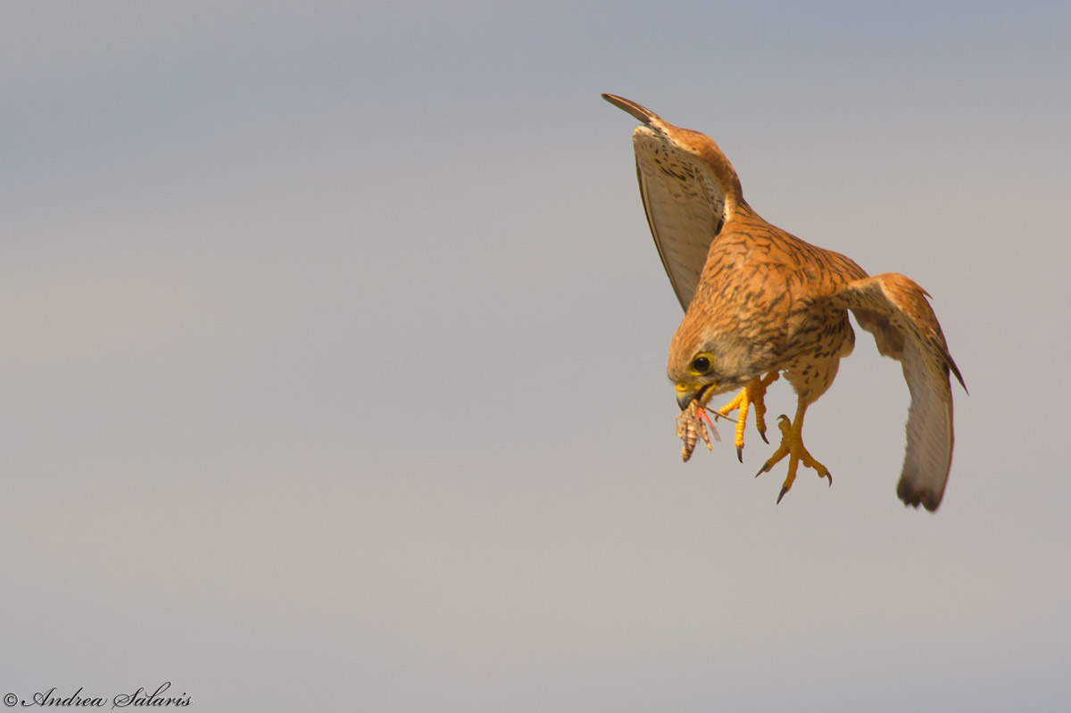 Grillaio (Falco Naumanni)