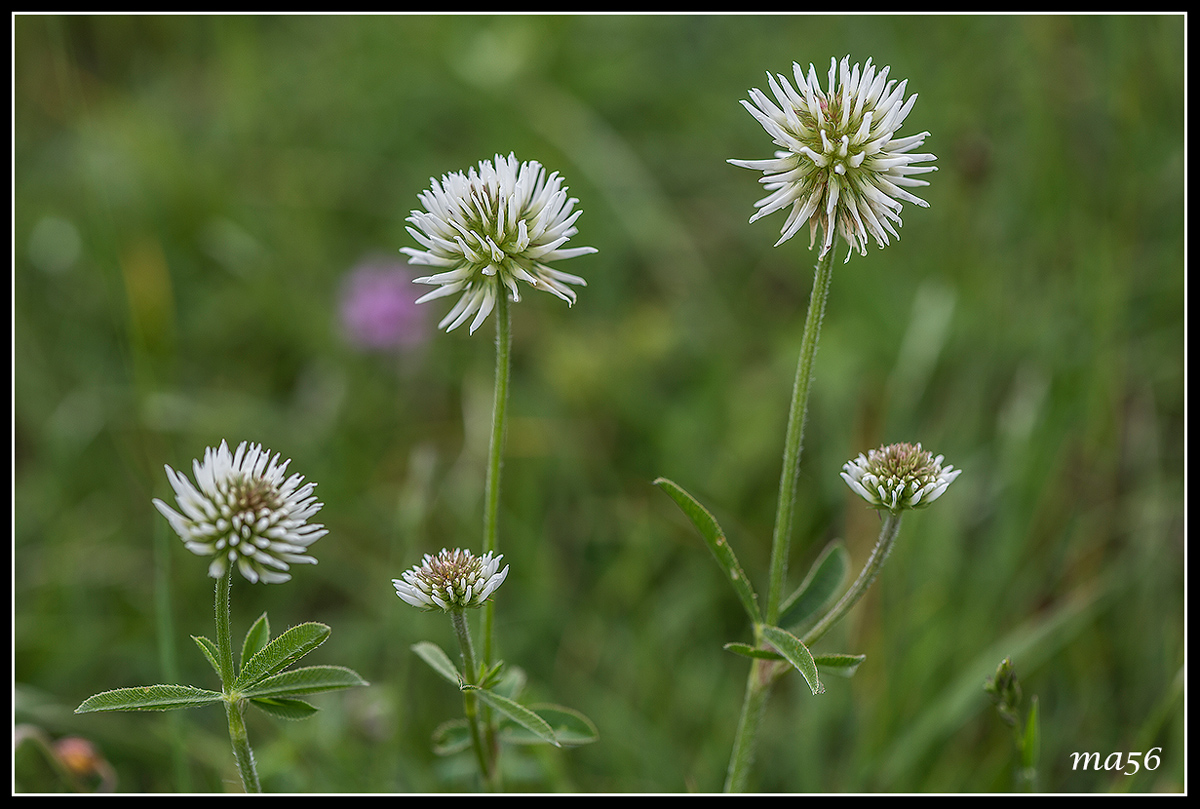 Mountain clover