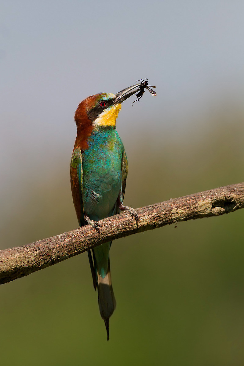 Bee-eater with insect - eater with insect Bee