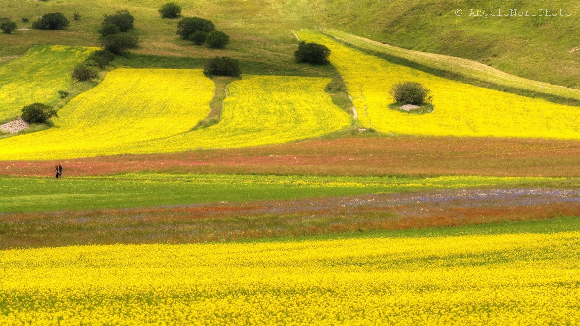 Castelluccio bloom 2015