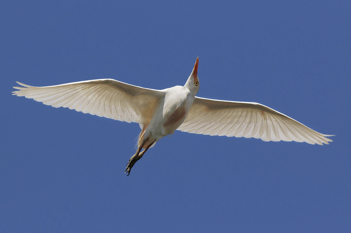 Egret in flight