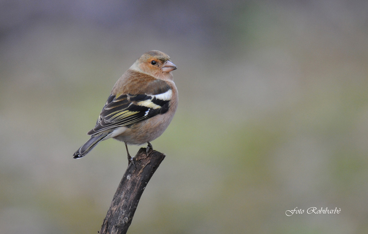 Fringuello in bella posa...