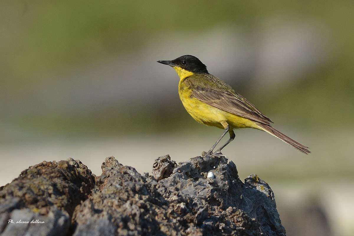 cutrettola capinera tenuta della trappola GR.