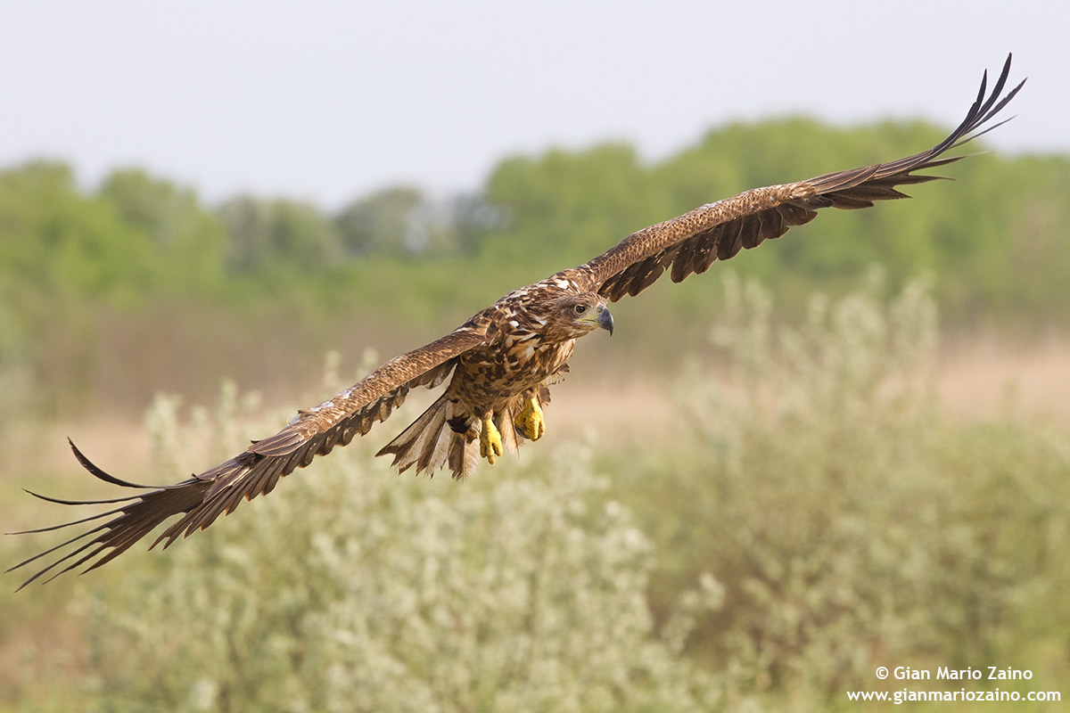 Haliaeetus albicilla / Aquila di mare