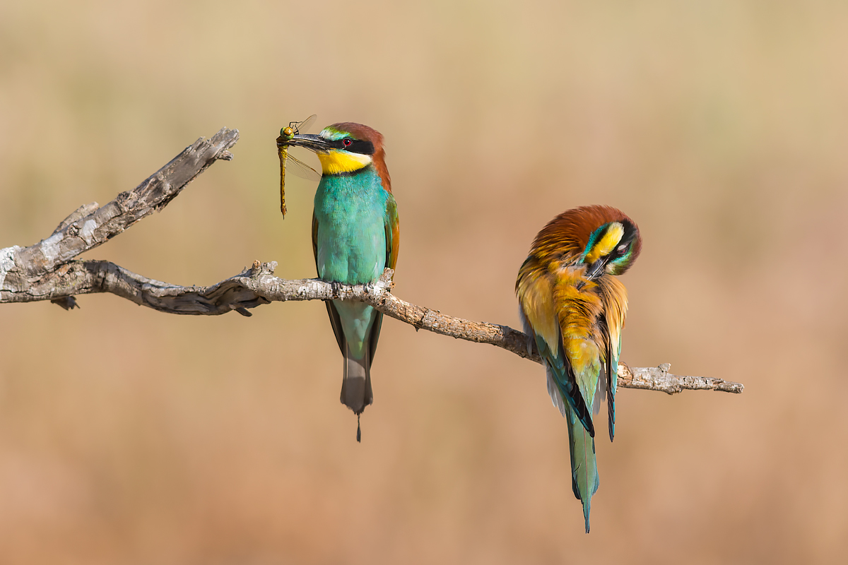 Eater with dragonfly