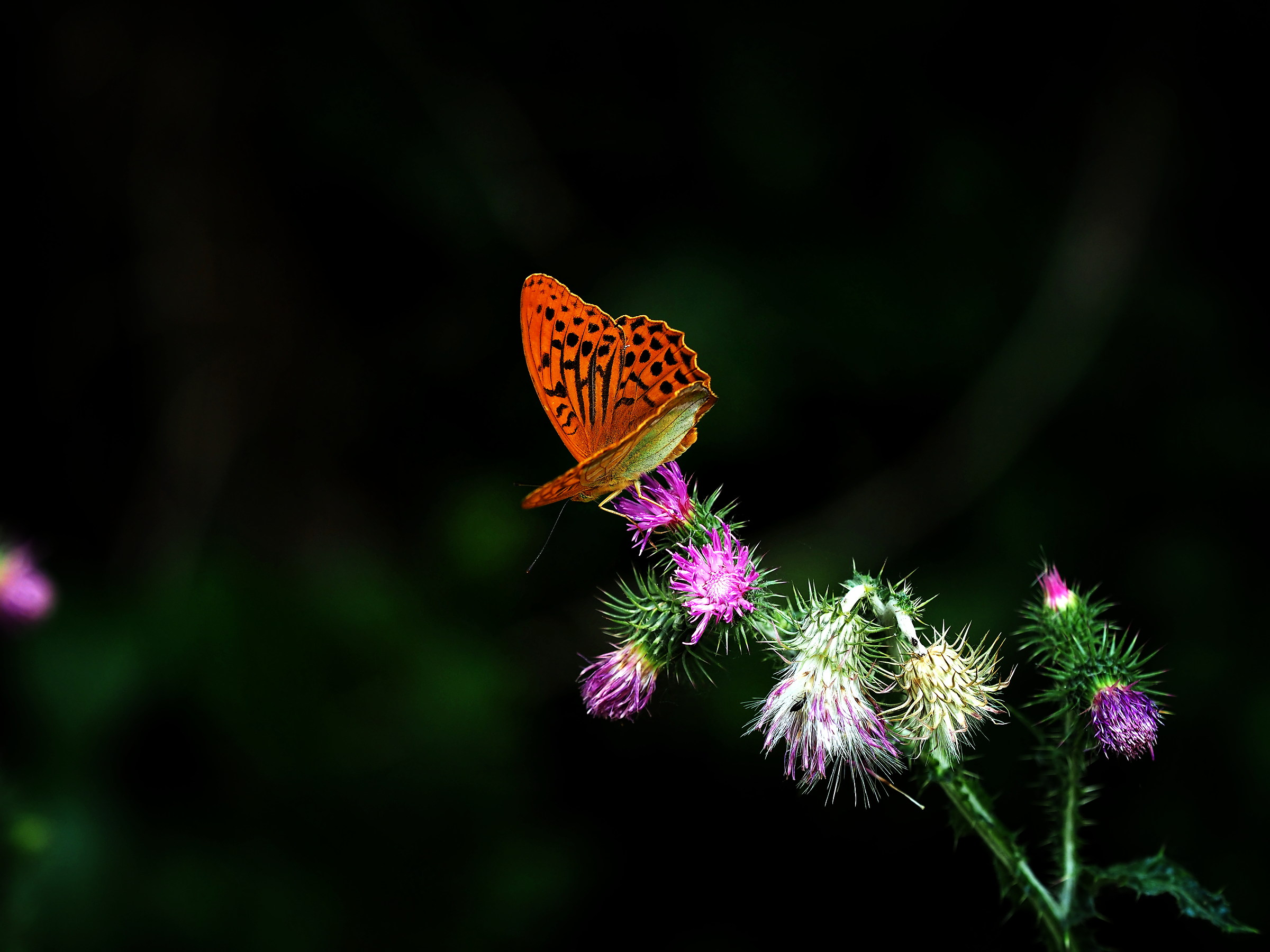 argynnis paphia (m)