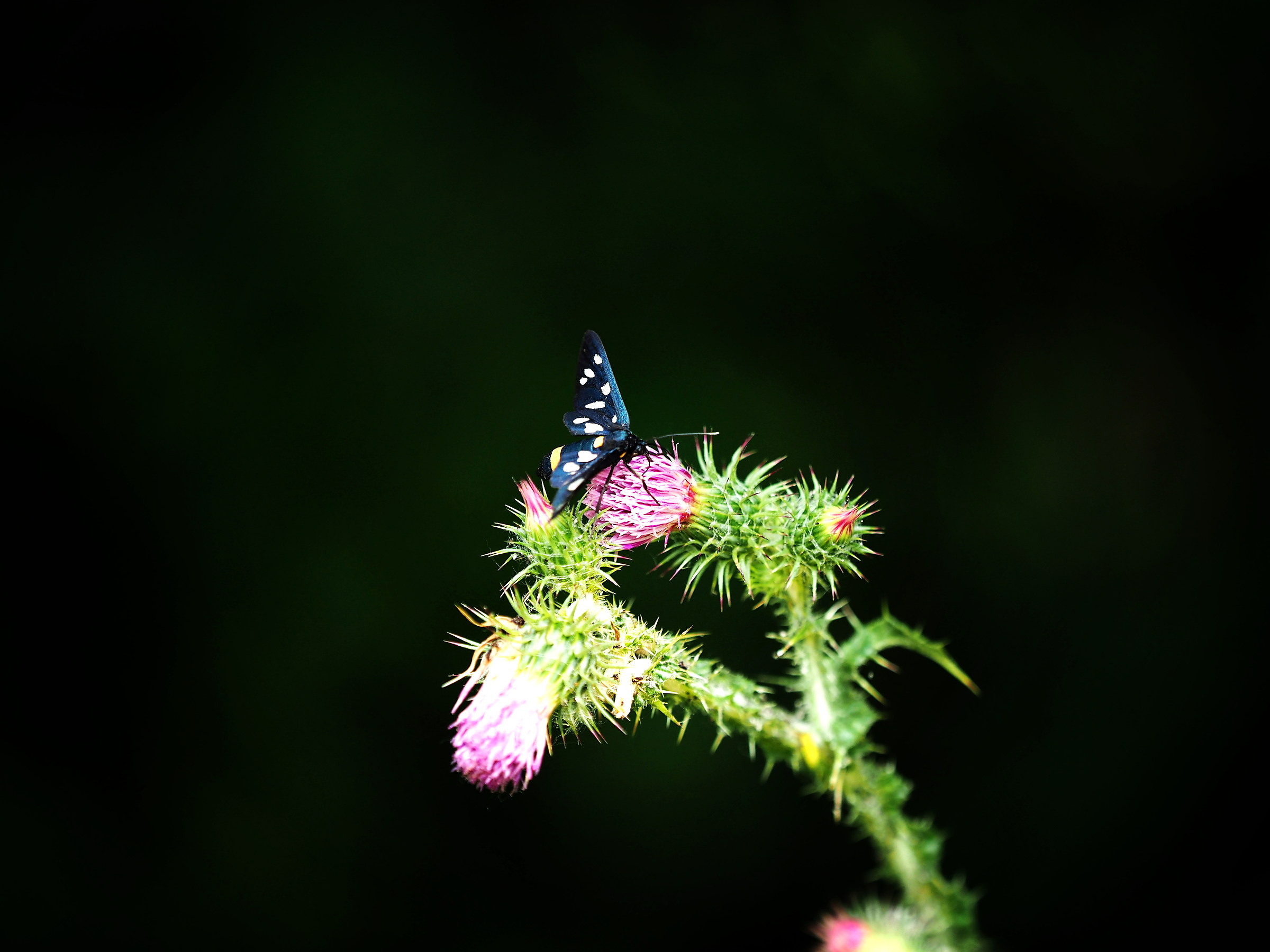 zygaena ephialtes