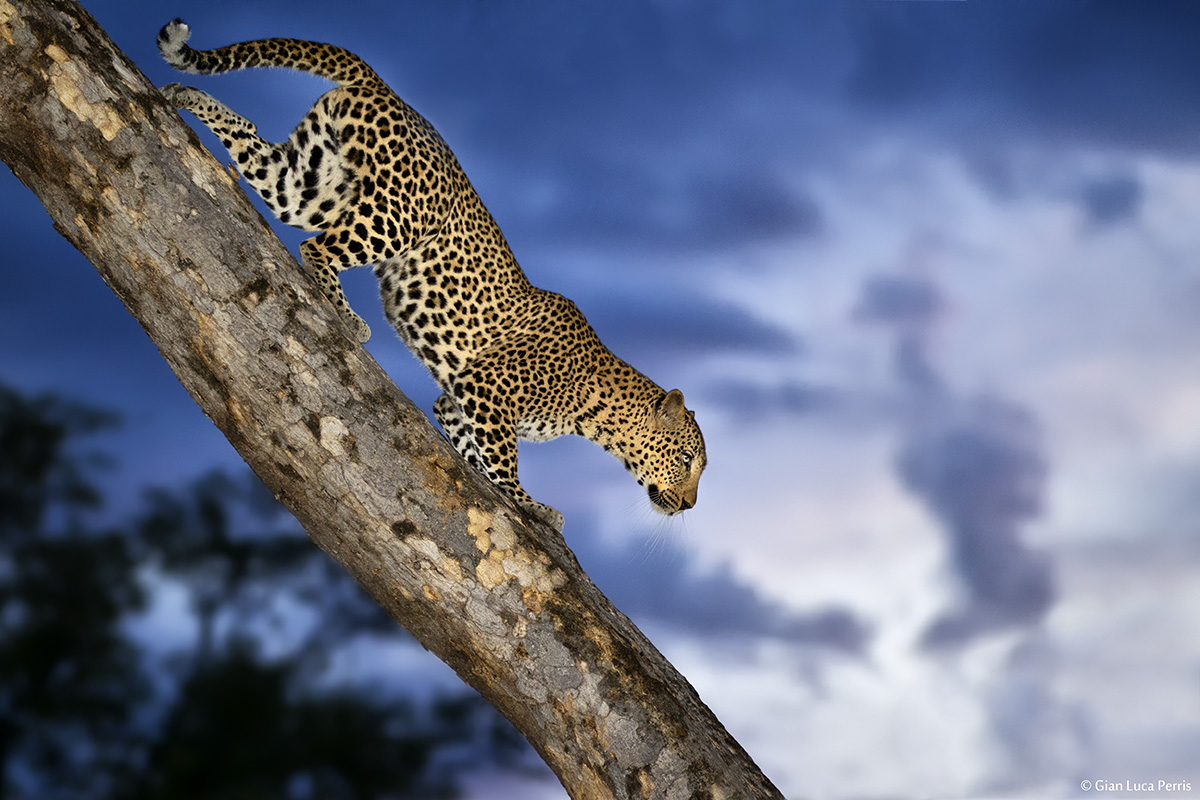 Leopardo al South Luangwa