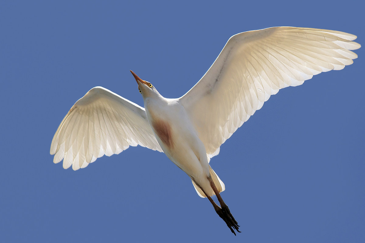 Egret in flight