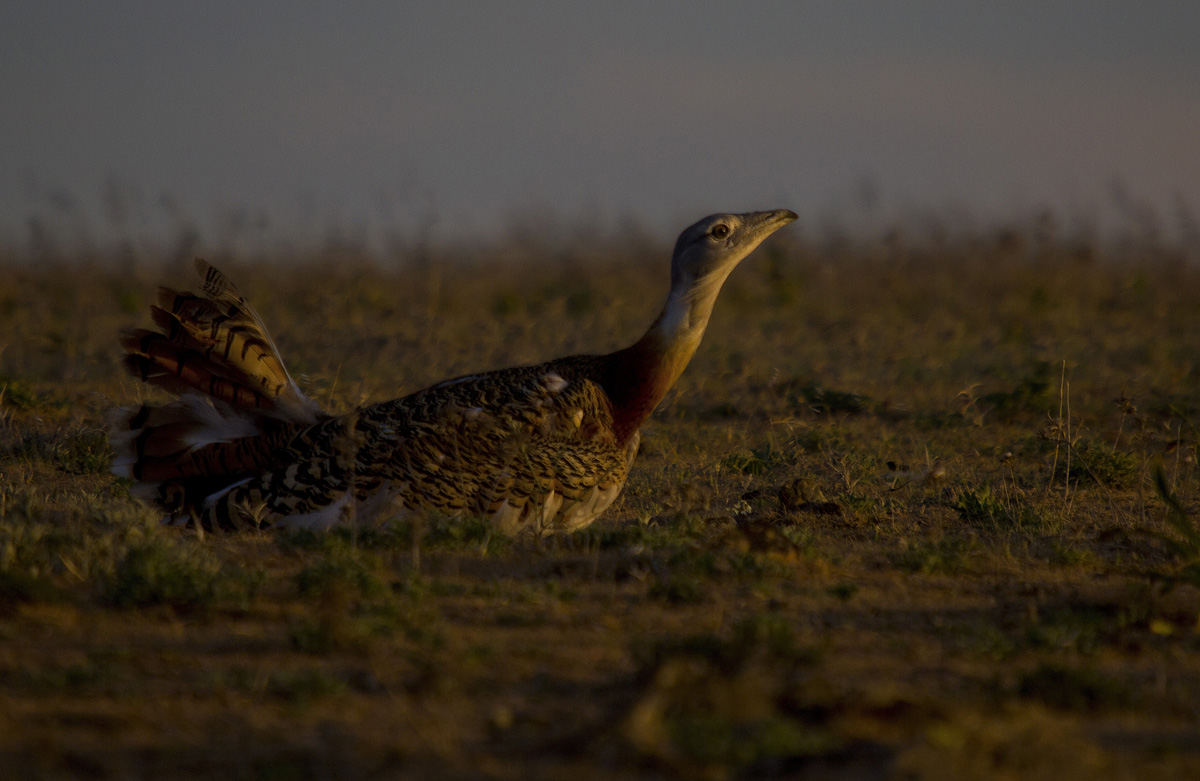 Bustard viii