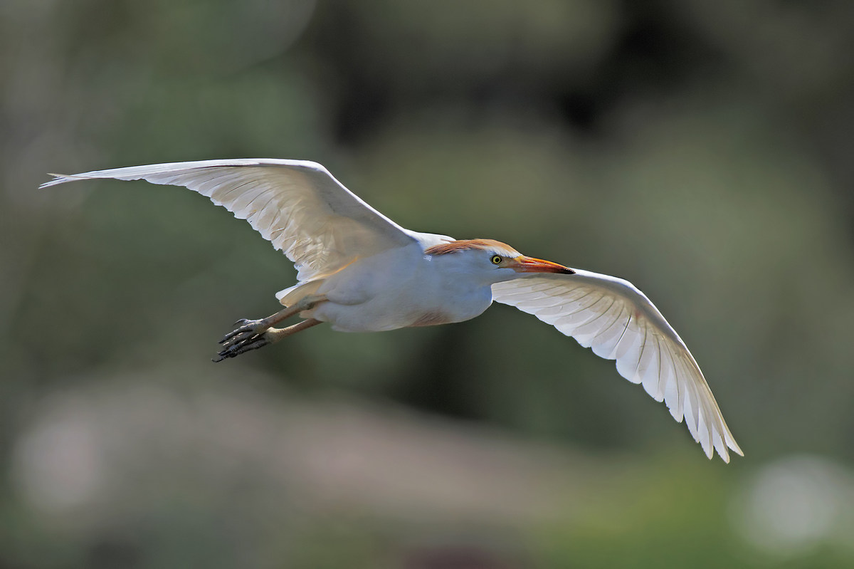 Egret in flight