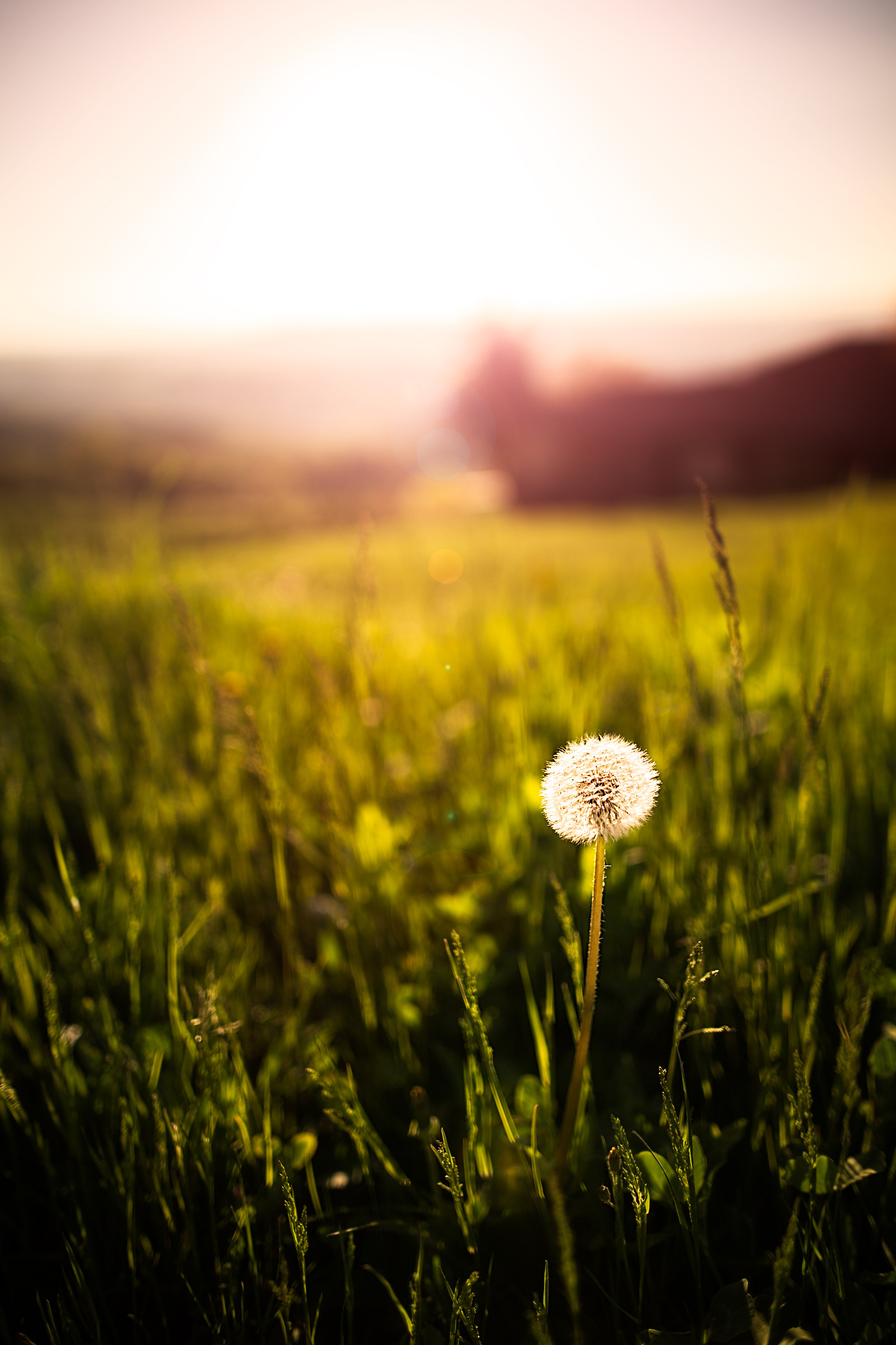 Soffione al tramonto