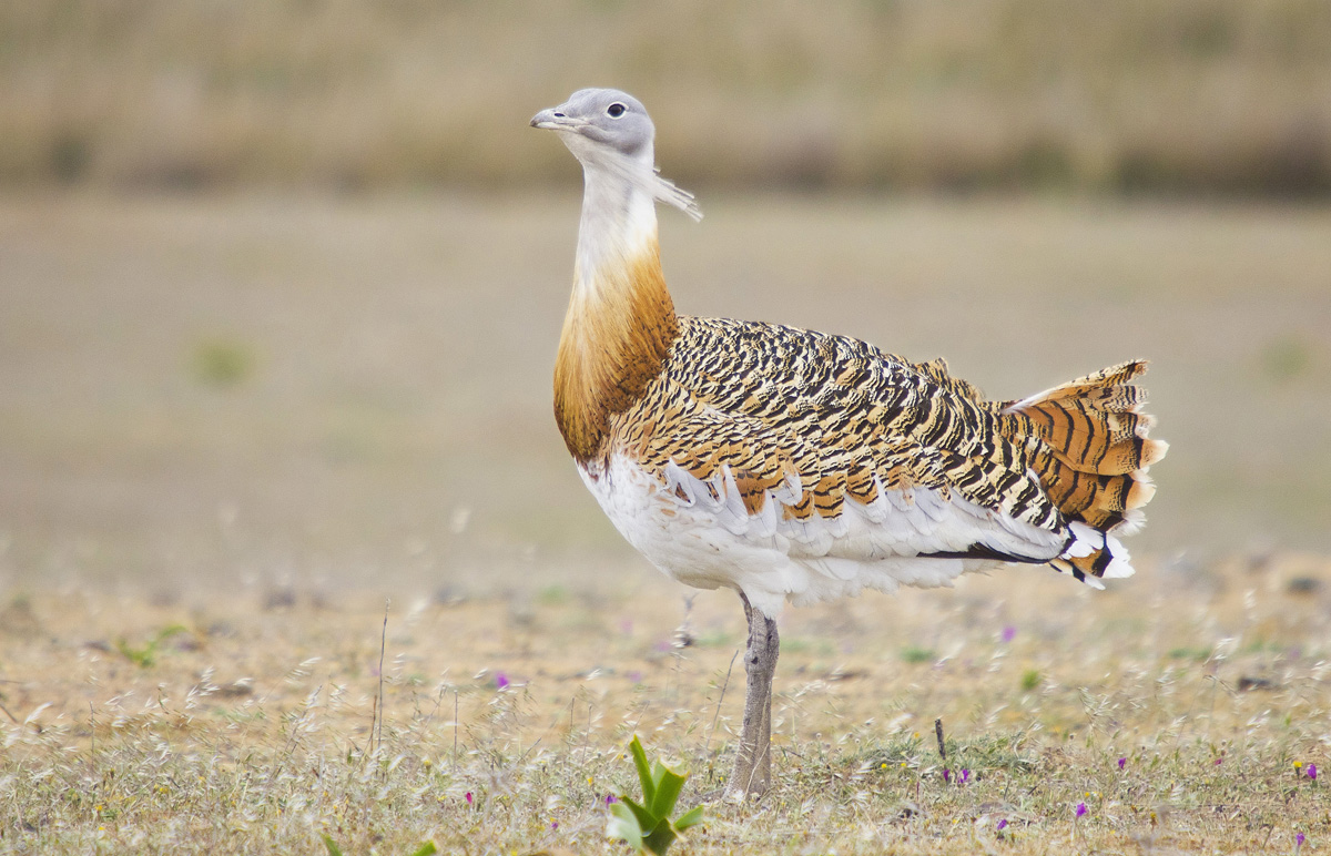 Bustard IV