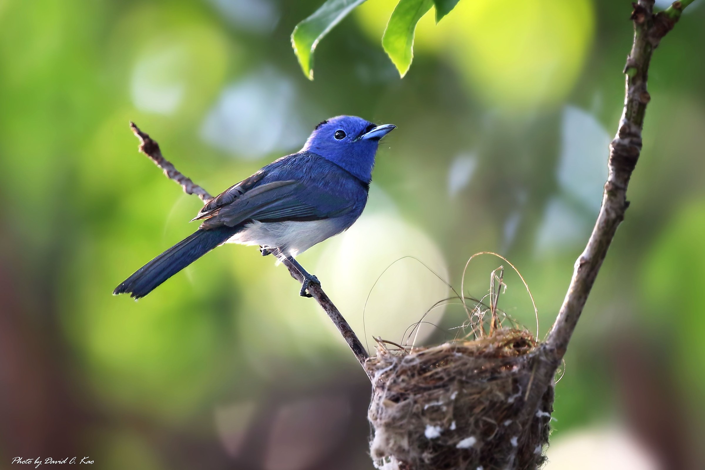 Black-naped Blu Monarch