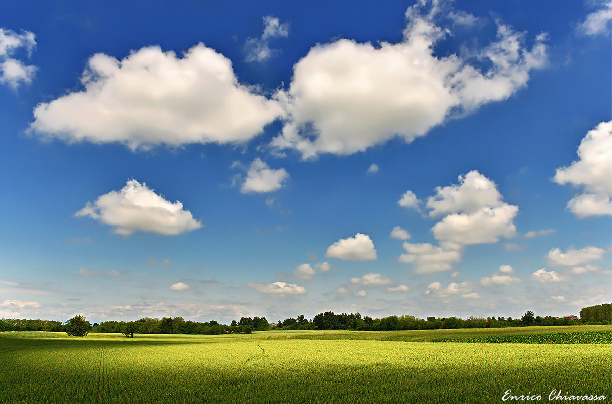 Una traccia nel grano