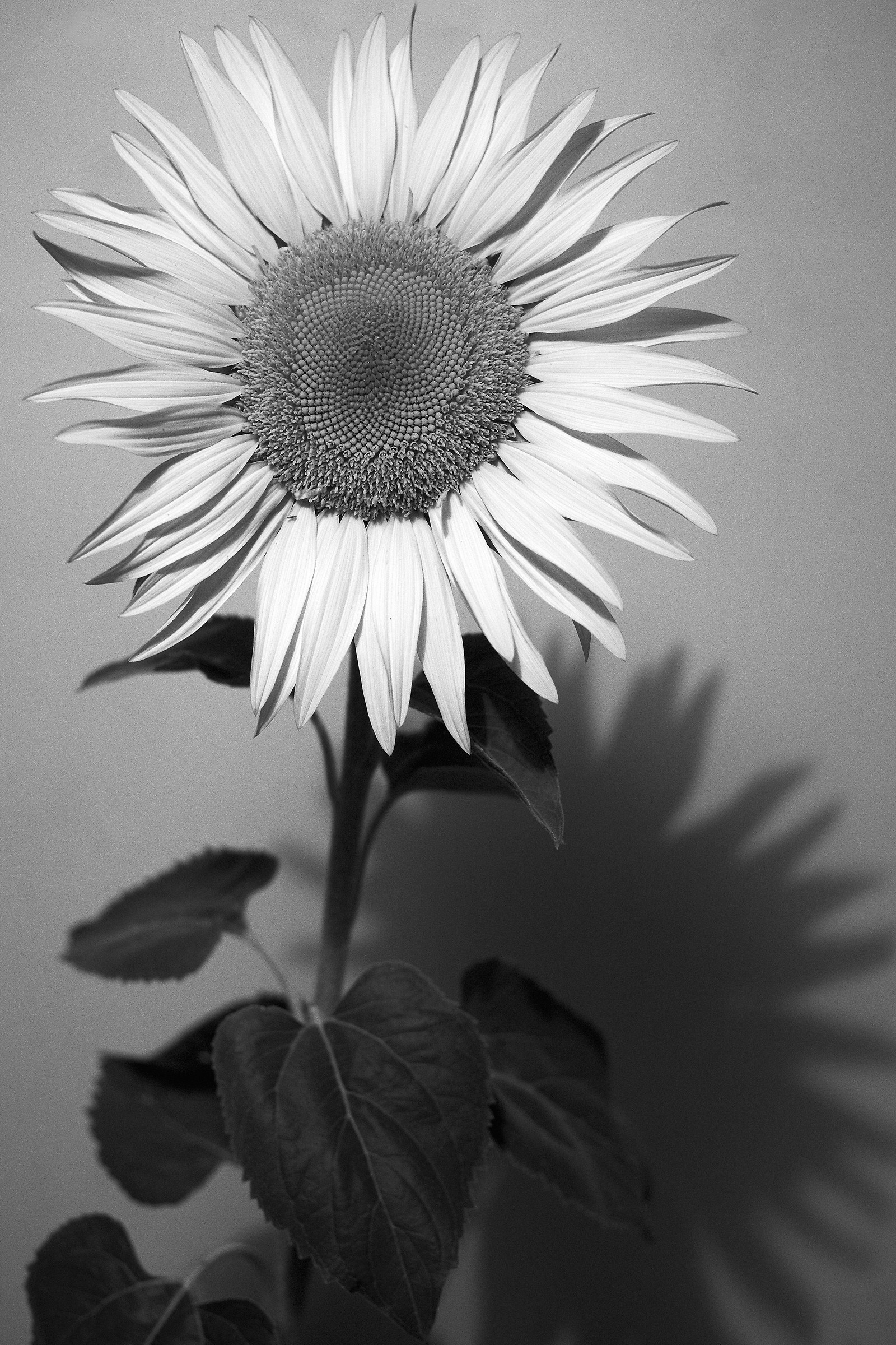 The flower and its shadow