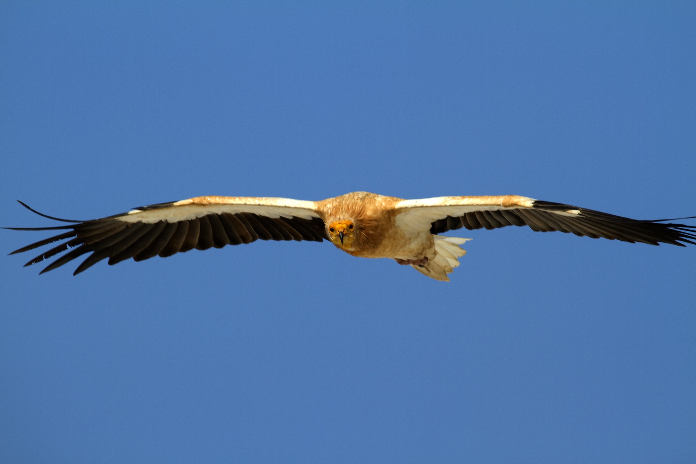 Neophron percnopterus 1