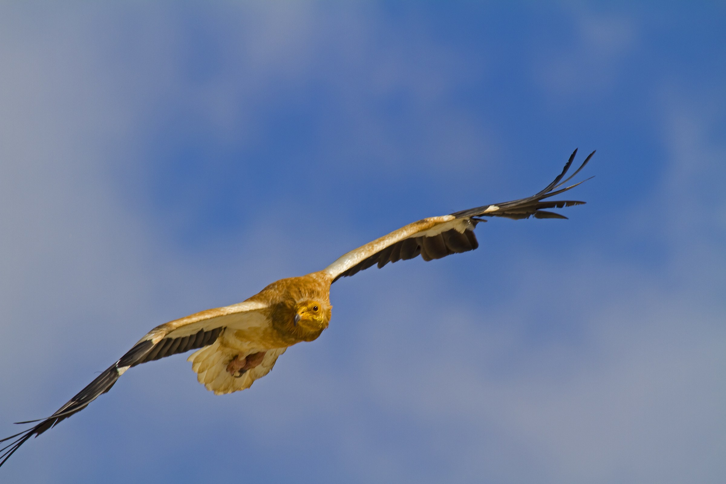 Neophron percnopterus 2