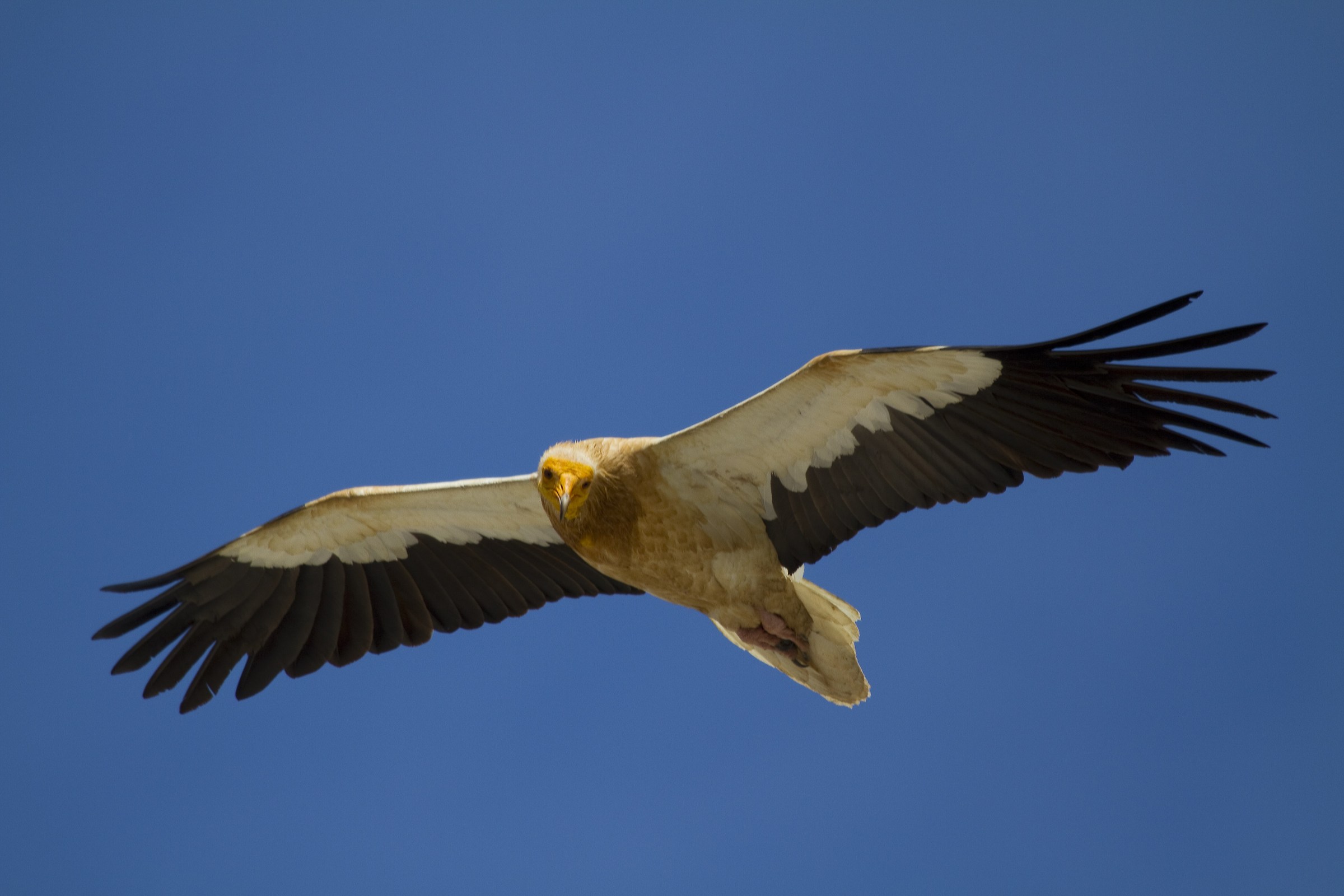 Neophron percnopterus 3