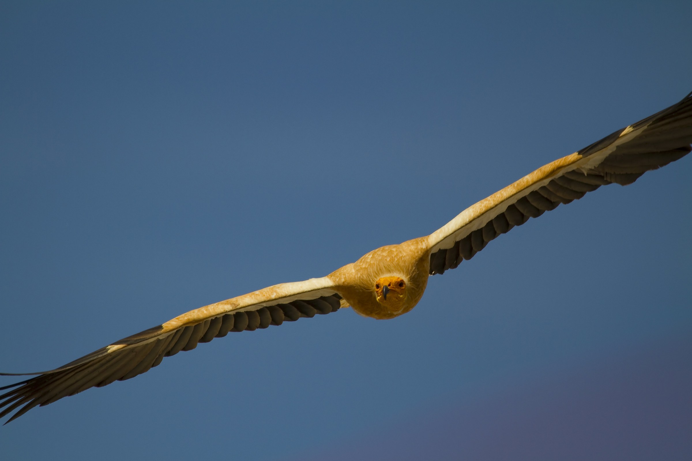 Neophron percnopterus 4