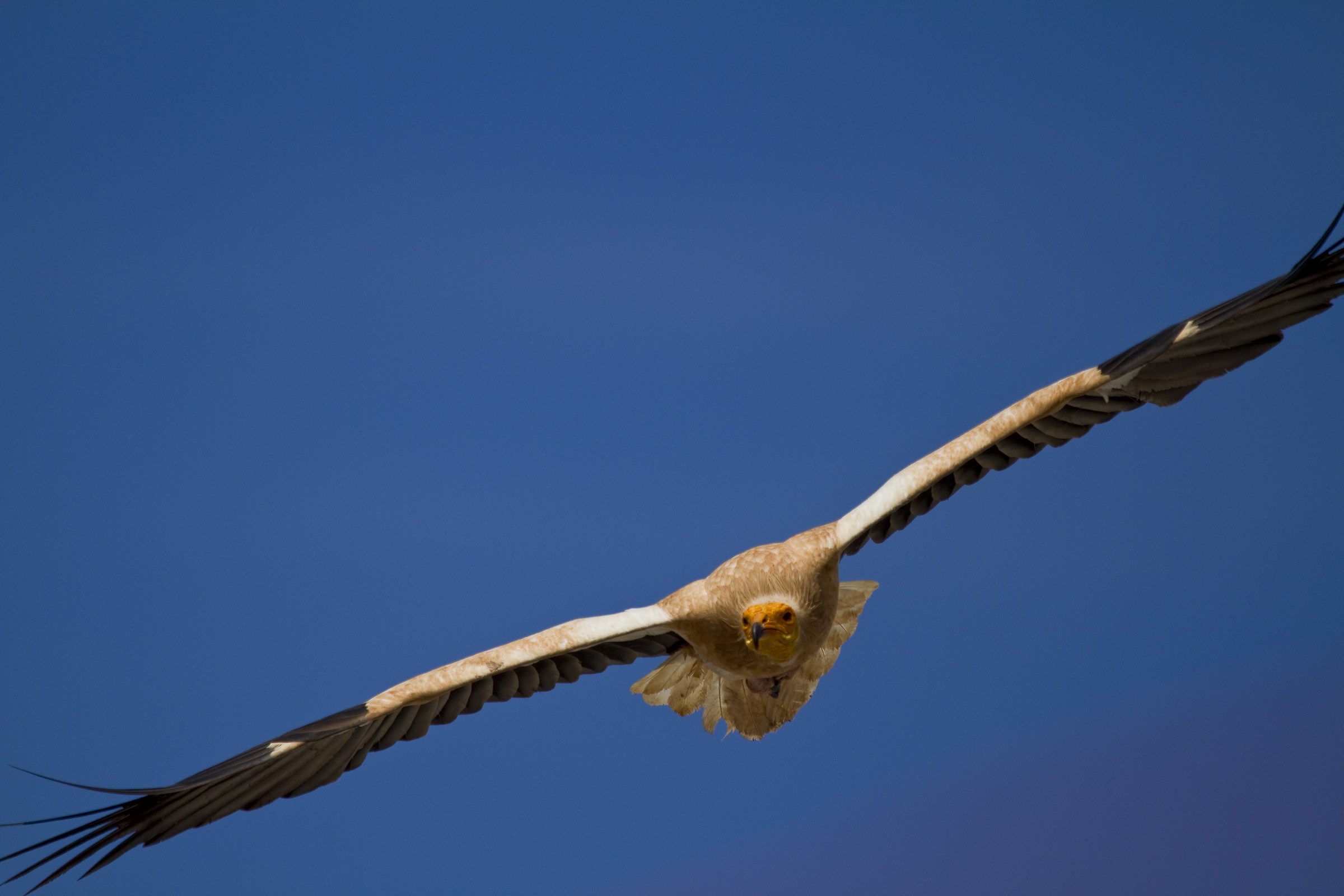 Neophron percnopterus 5