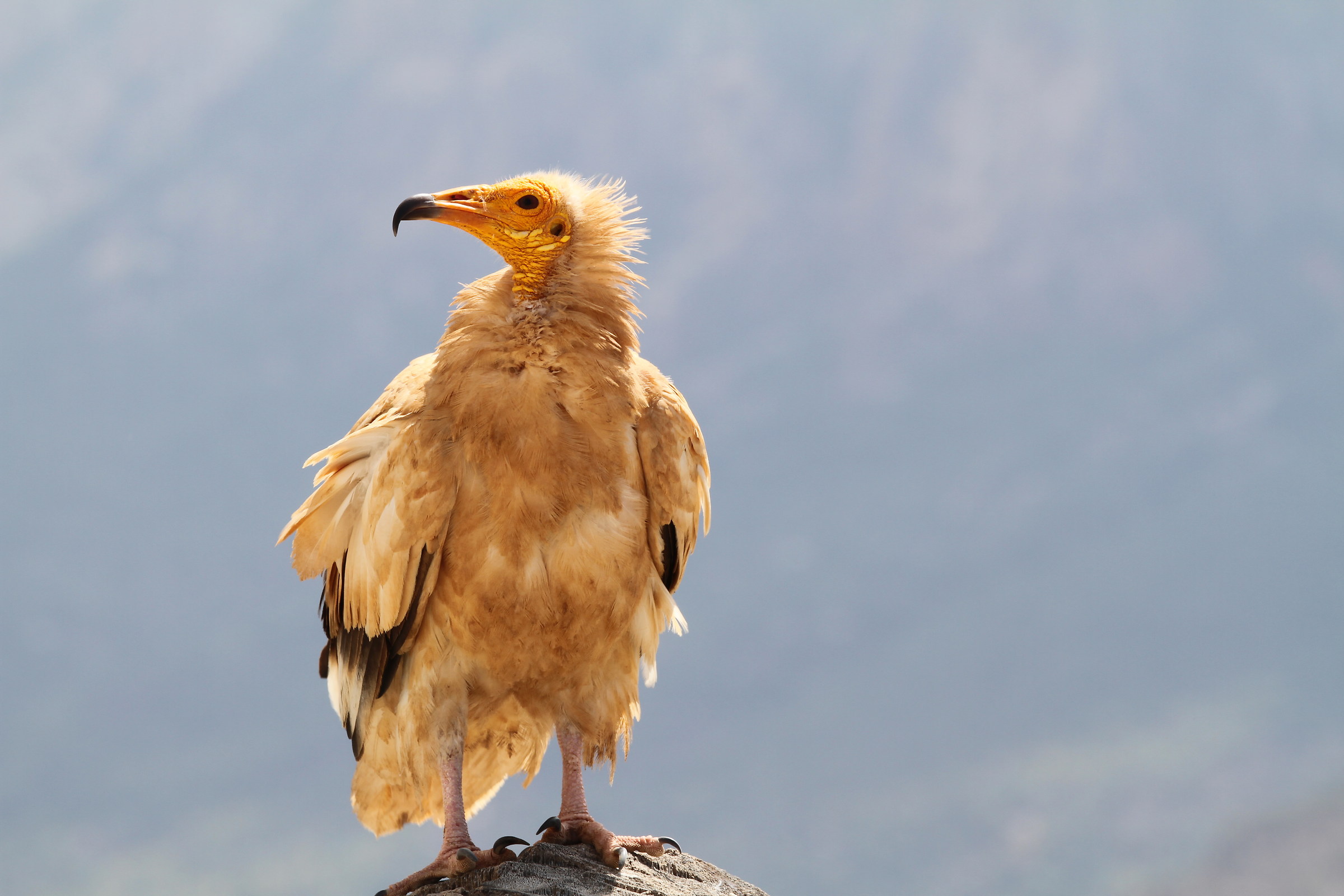 Neophron percnopterus 6