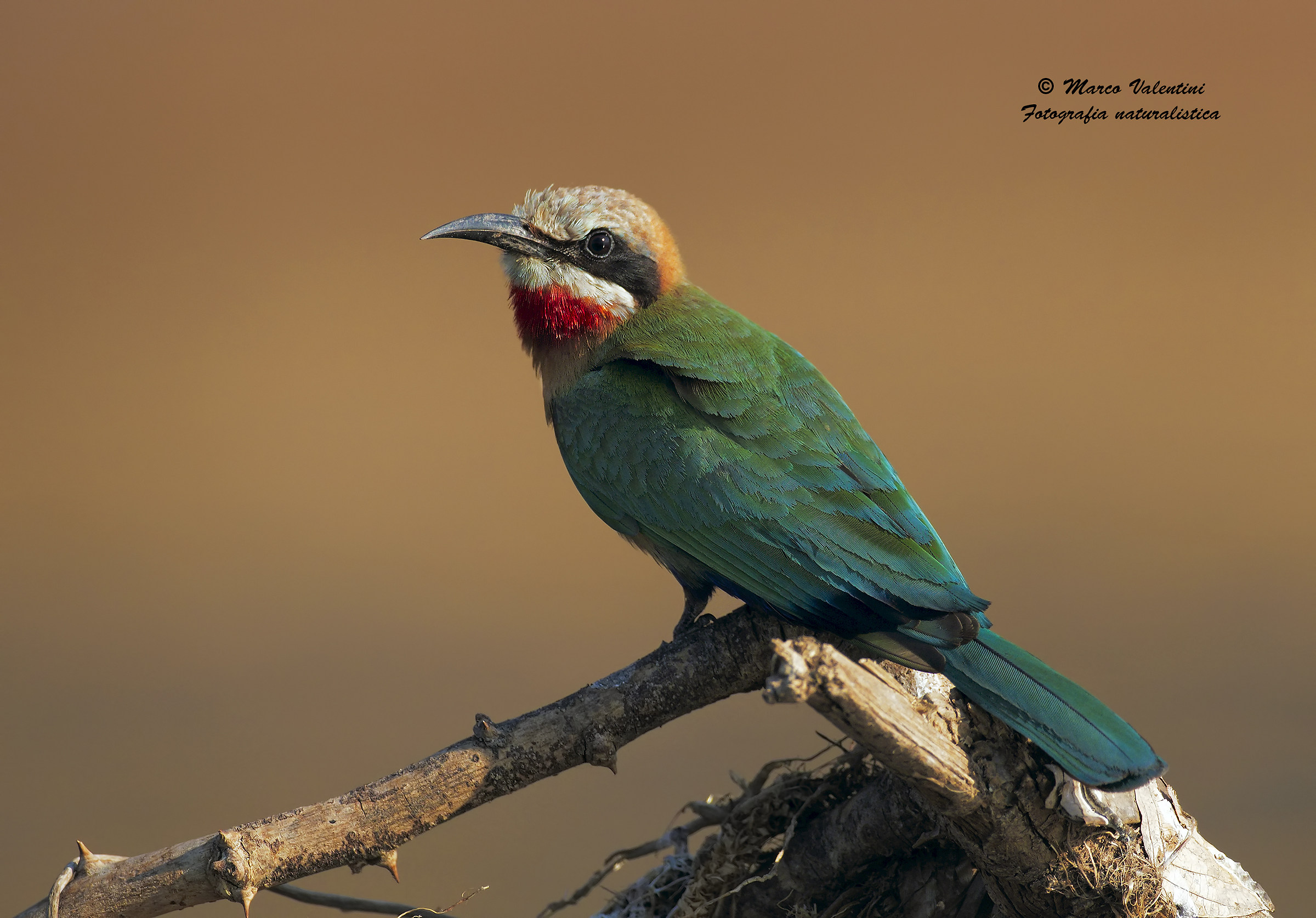 The colors of the bee-eater