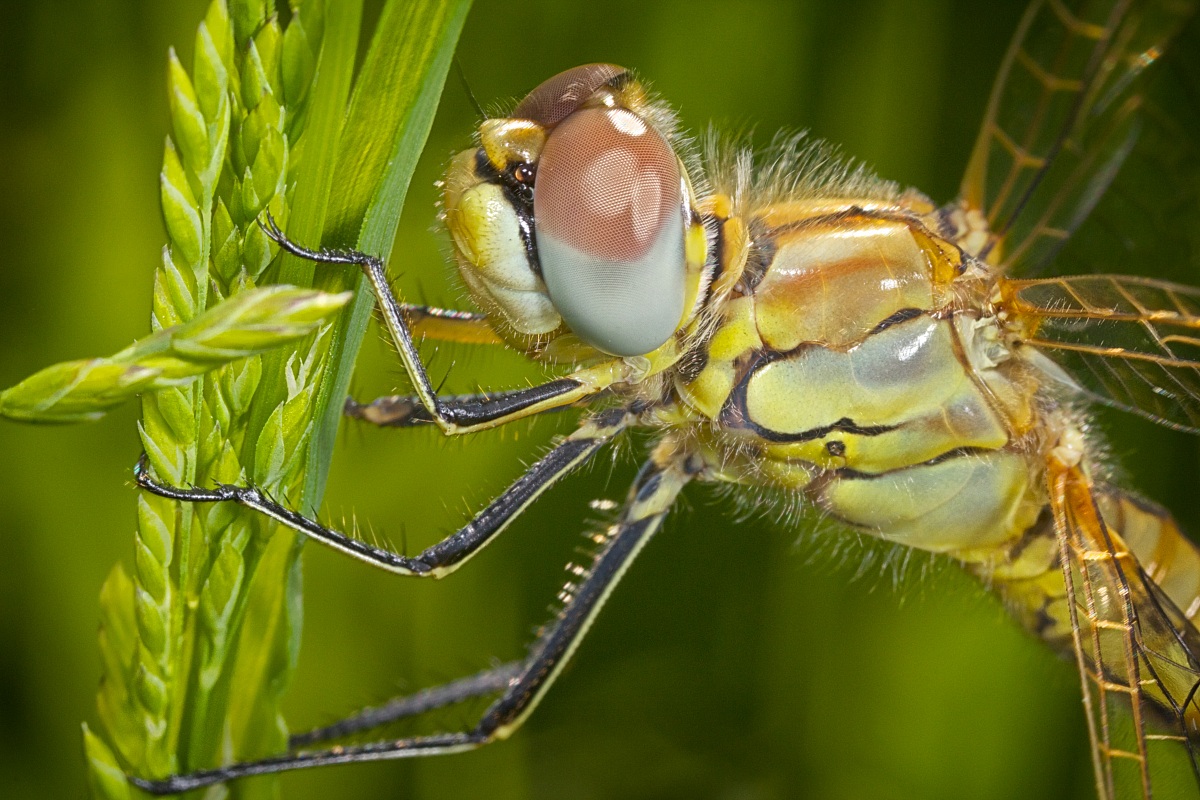 Sympetrum vulgatum
