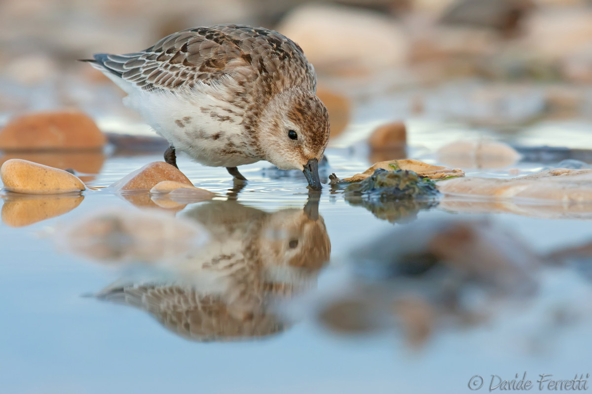 Young sandpipers (Dunlin)