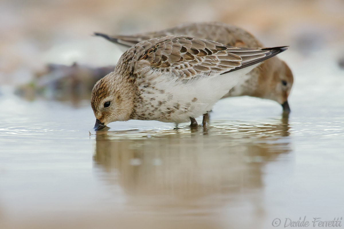 Young sandpipers (Dunlin)
