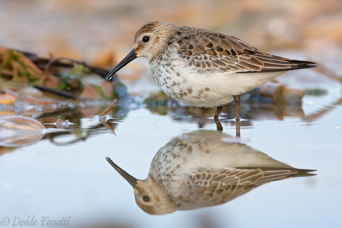 Young sandpipers (Dunlin)