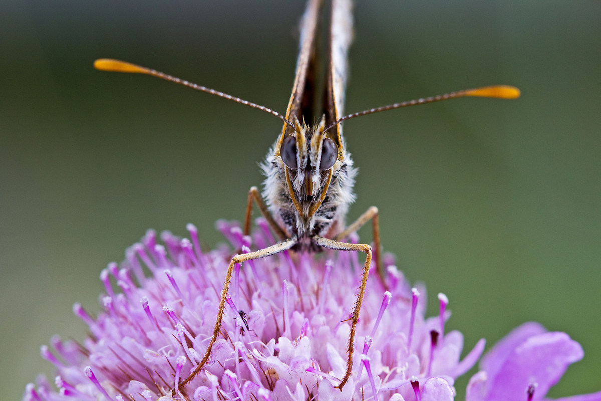 What are you looking at?!?!?! Melitea Dydima