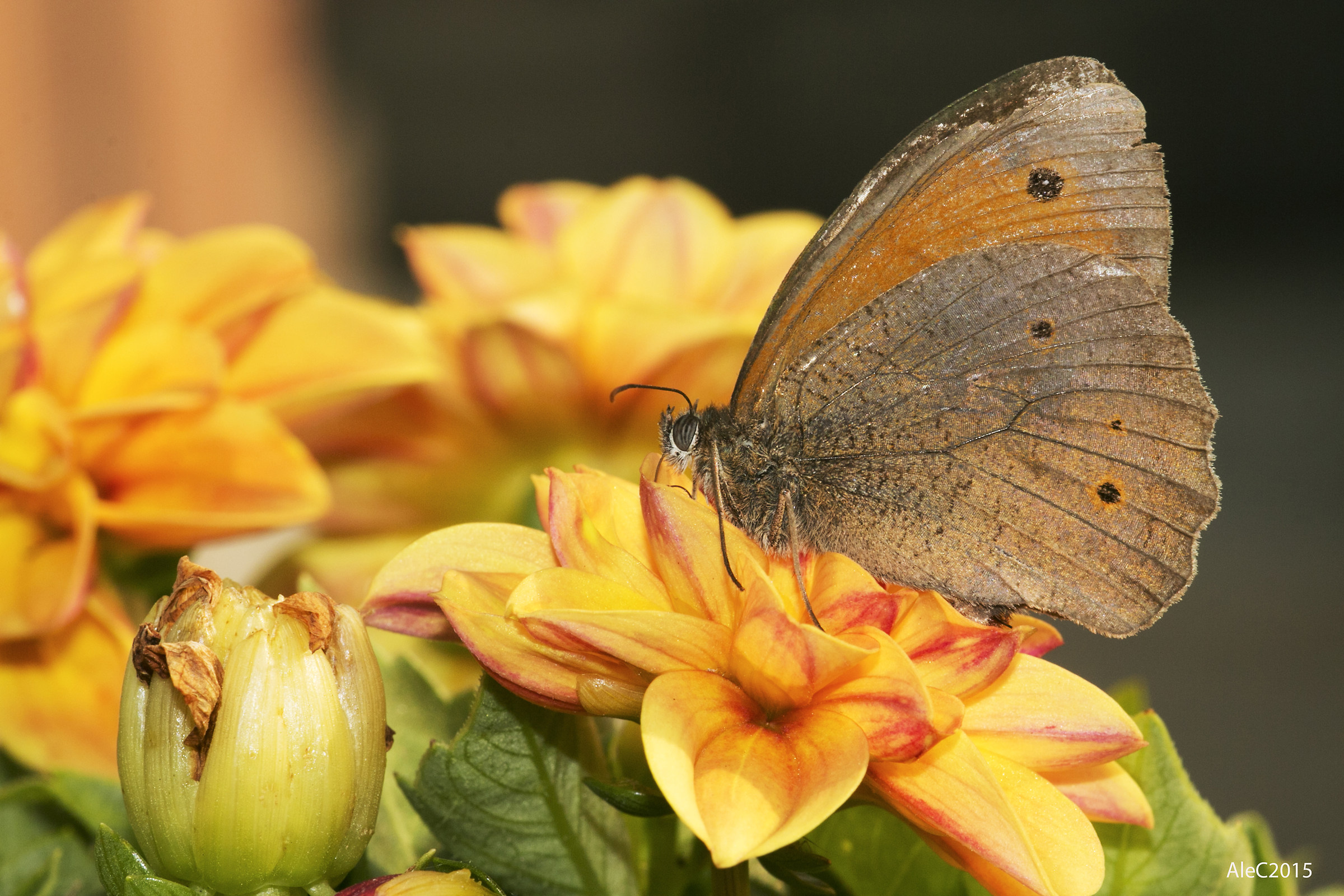 Coenonympha Pamphilius