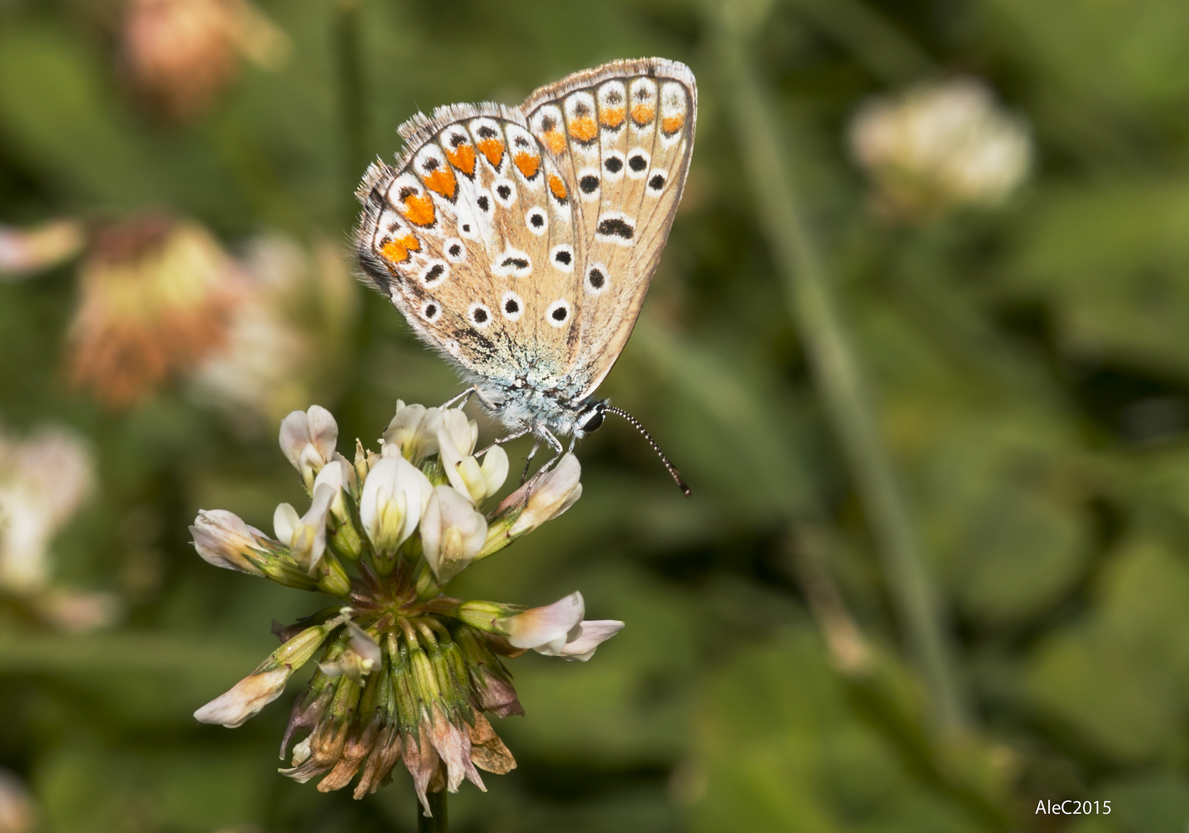 Polyommatus icarus