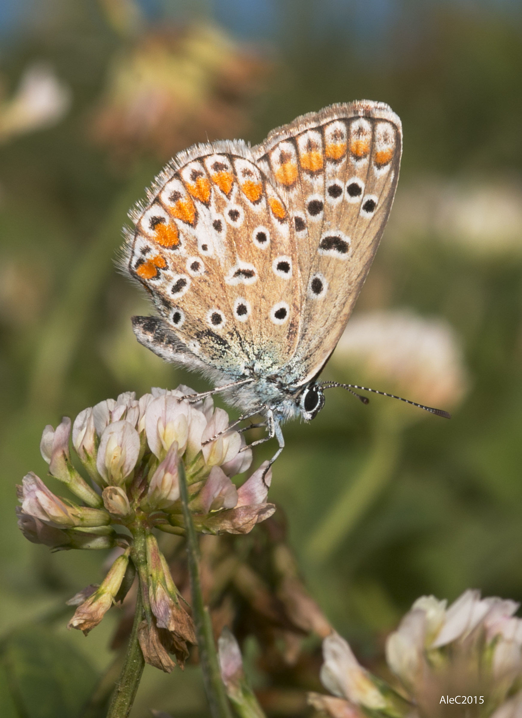 Polyommatus icarus