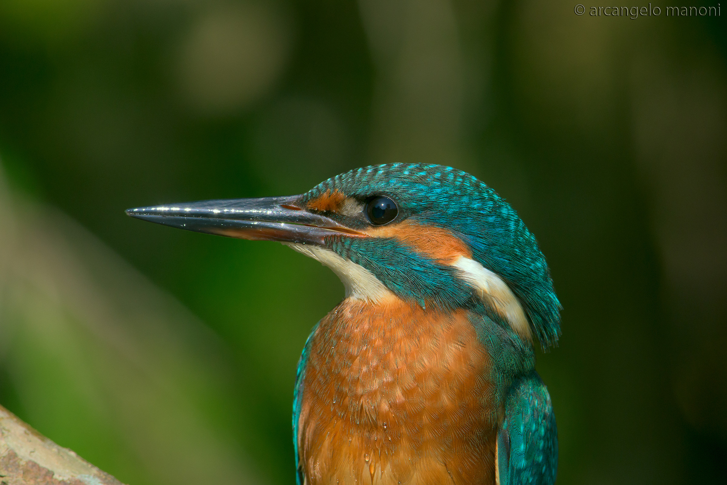 Lo scintillar di spada del feroce predatore