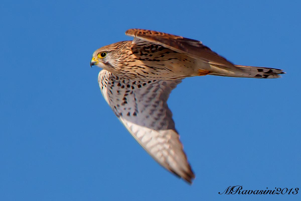 Gheppio femmina adulta