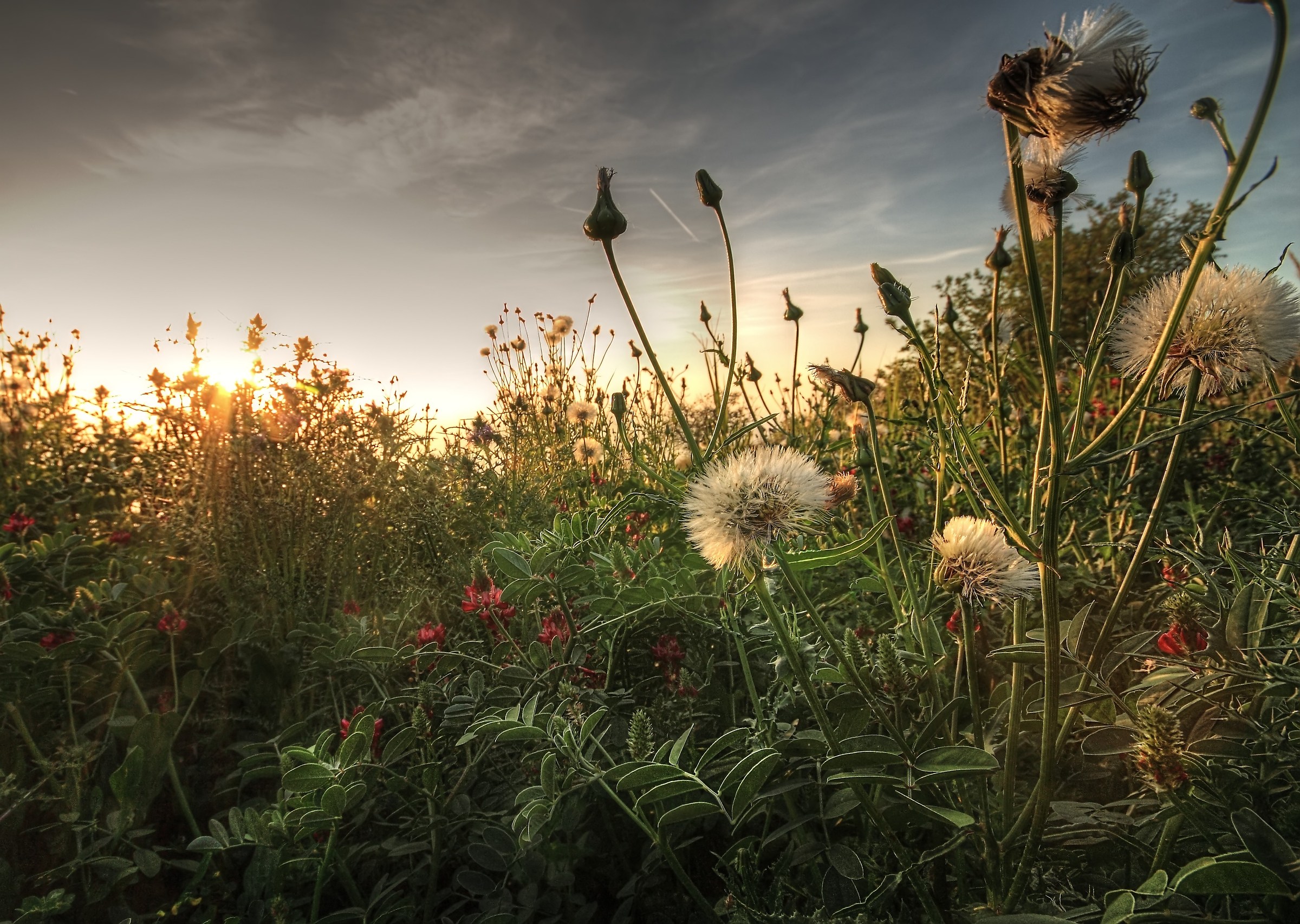 Under the grass at sunset - HDR