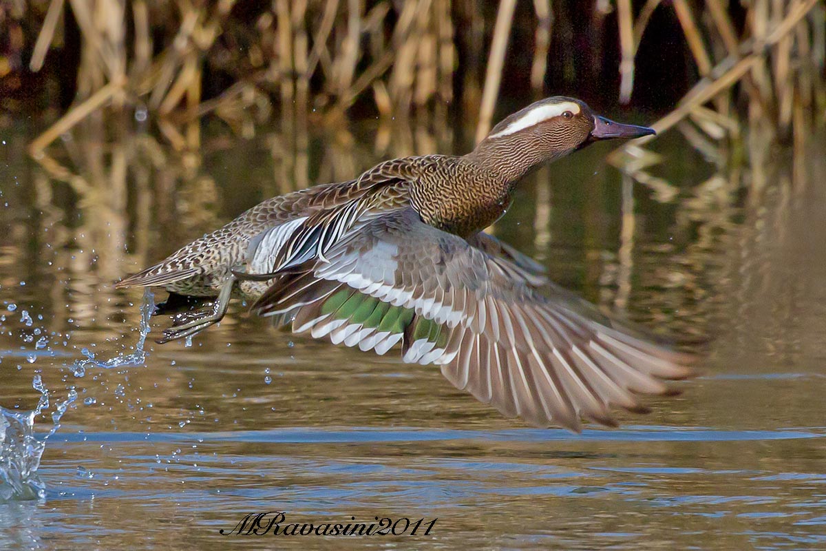 Marzaiola maschio, secondo calendario