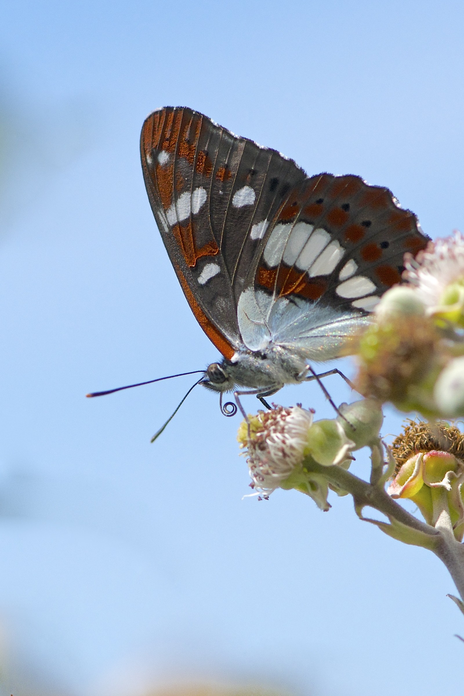 Limenitis reducta